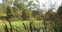  Tempe Wetlands Reeds and pond 1. Green panoramic view