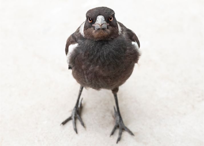 Photograph of a magpie