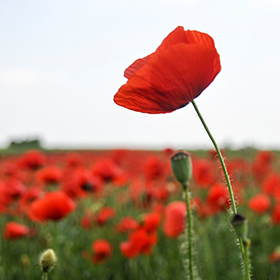 Poppies in a field