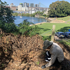 View of Camerons Cove in Balmain with Anzac Bridge in the background and person weeding in the foreground