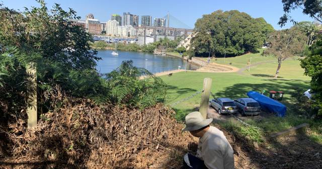 Person doing bush regeneration with harbour and Anzac Bridge in background