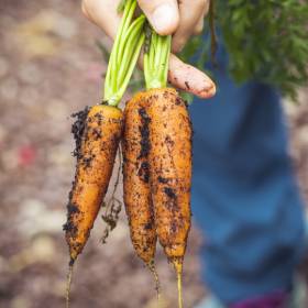 Hand holding bunch of freshly picked carrots