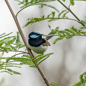 Superb Fairy Wren