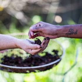 One hand pours compost into another hand