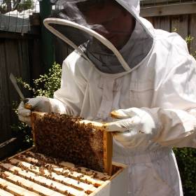 Person in beekeeping outfit lifting bees on a frame out of a hive