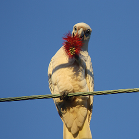 Corella eating bottle brush