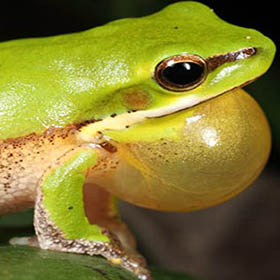 Frog image Mahony S (Aust Museum) credit Litoria fallax