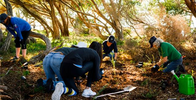 group of people kneeling planting trees in wooded area