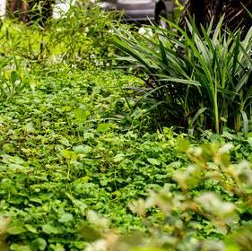 Plants in verge garden