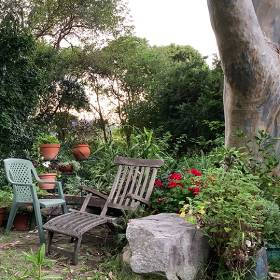 Two outdoor chairs in a garden with plants, flowers and a large eucalyptus tree