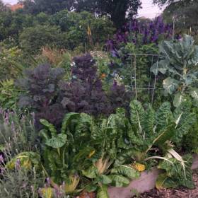 Green and purple edible plants