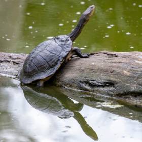 Eastern long necked turtle sitting on a log in the river