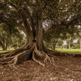 Morton Bay fig tree