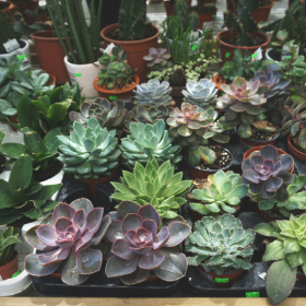 many succulents laid out on table