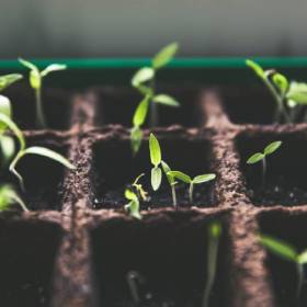 Cardboard tray full of soil and seedlings 