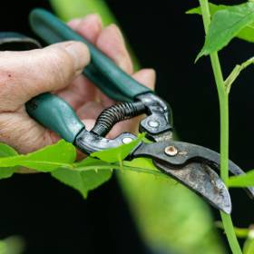 close up image of person holding secateurs