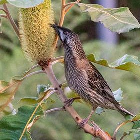 Red wattle bird in a tree