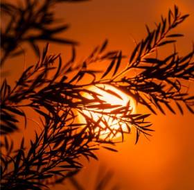 Leaves in sunset orange lighting