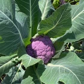 close up of purple cauliflower