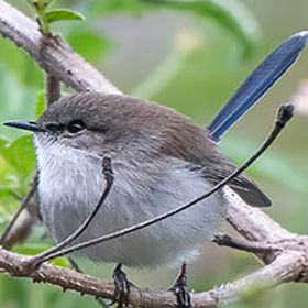 small fairy wren with a blue tail