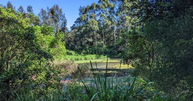 View of bush over a pond