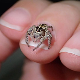 Close up of fingers with a small spider sitting on one fingernail