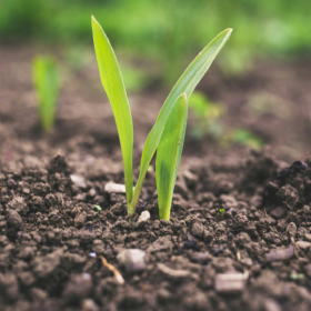 single seedling emerging from soil