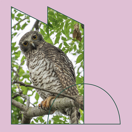 image of an owl framed by pink geometric shapes