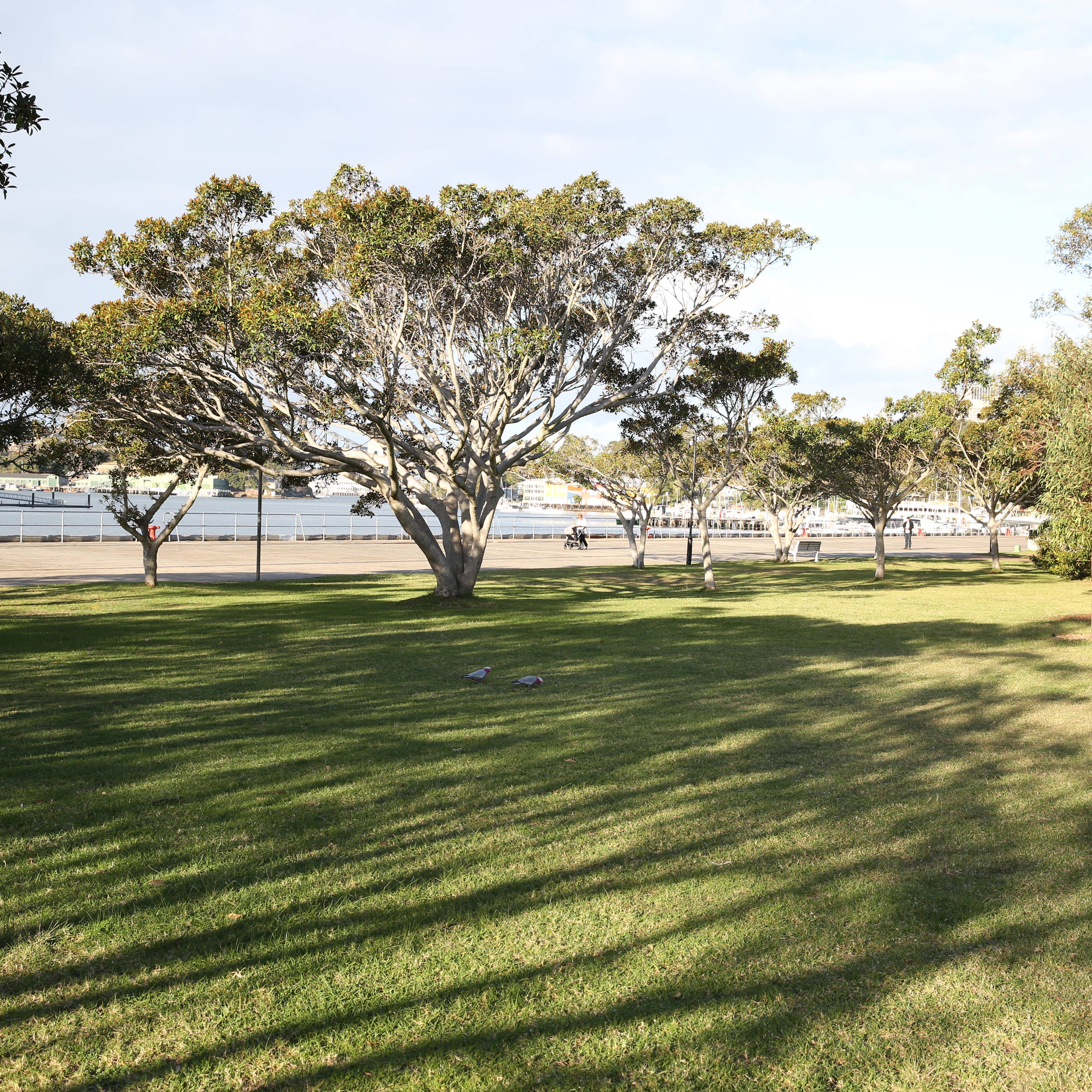 A tree-lined park lawn on the side of a harbour bay.