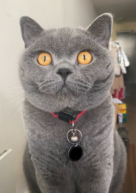 Louie cat lost 30 may 