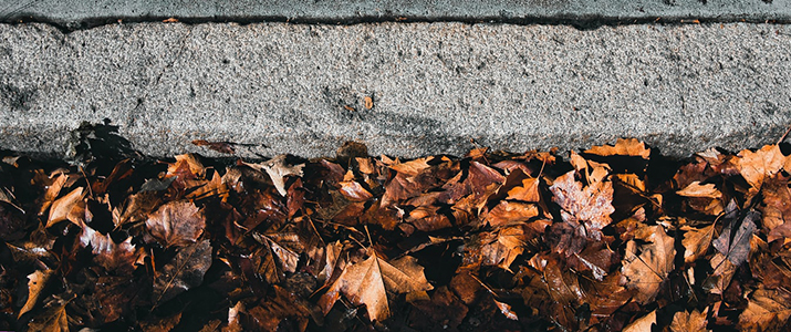 Leaves - Andrew Thornebrooke unsplash