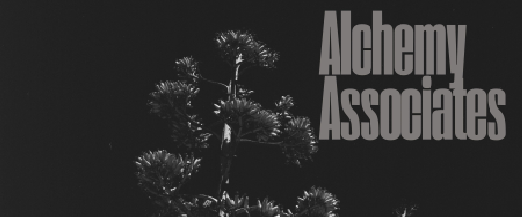 Black and white photo, heavy grayscale with no white, a large pine like tree sits against a black sky, the words Alchemy associates is written in grey on the right hand side, this is a cropped image