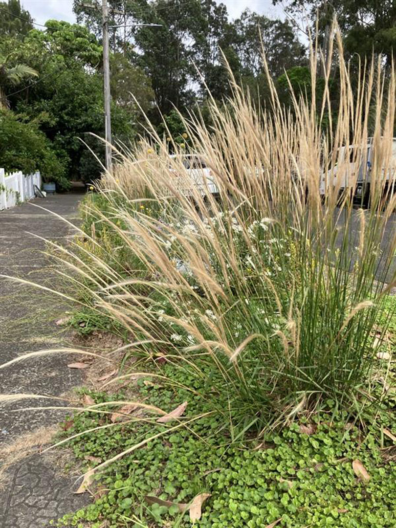 A verge garden with a prominent native grass at its centre.