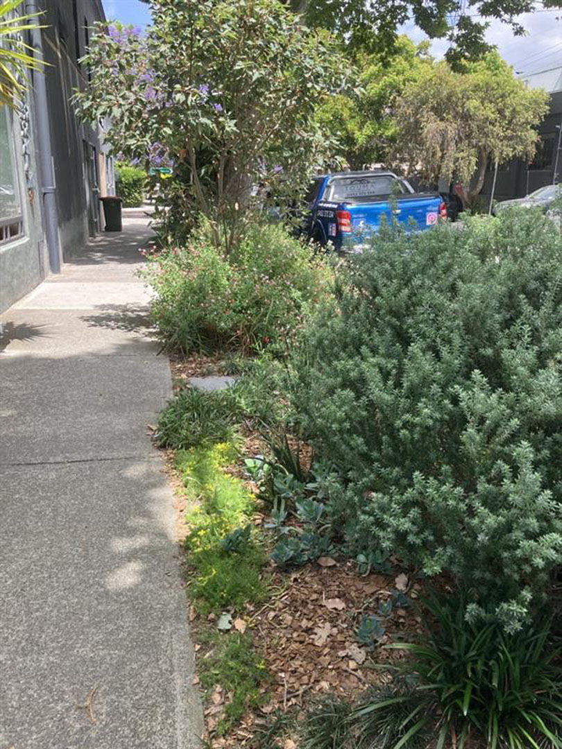 A lush verge garden.