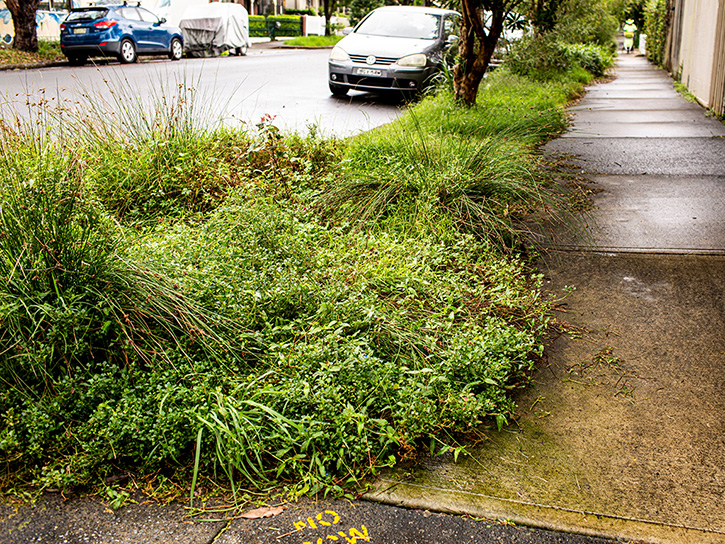 Lush verge garen next to a concrete footpath