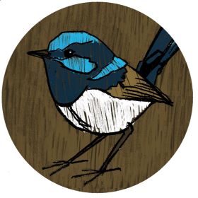 illustration of fairy wren