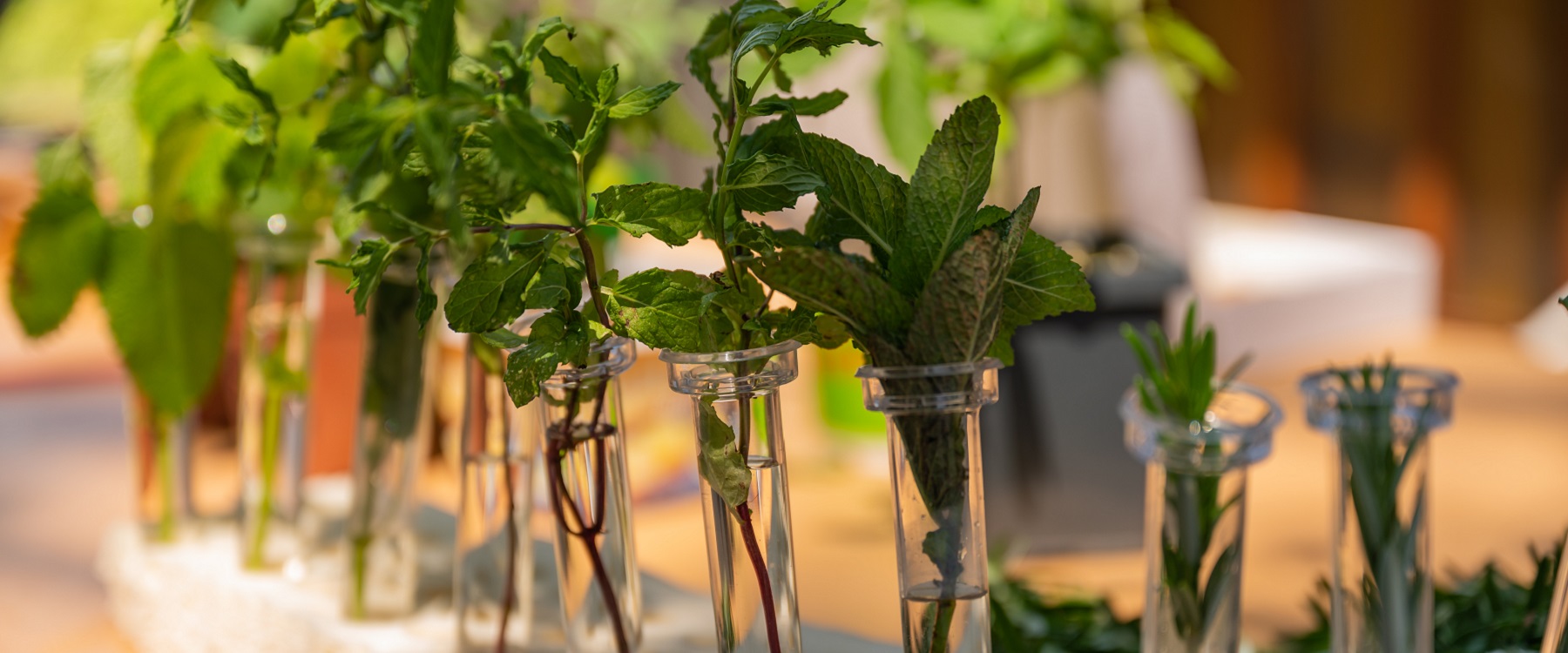 A photo of herbs in test tubes on a table